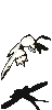 117136.gif